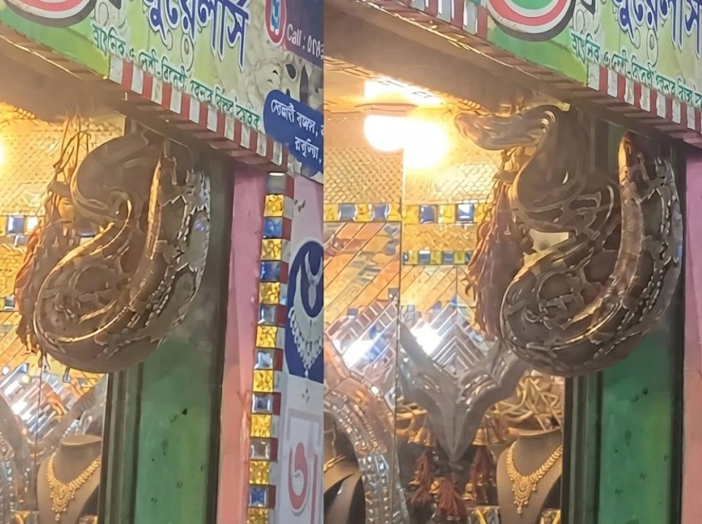 স্বর্ণের দোকানের শোকেসে ঝুলছিল ১৪ ফুট লম্বা অজগর