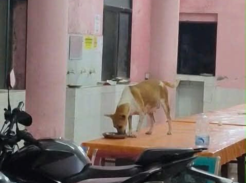 ঢাকা কলেজের হলের ডাইনিংয়ে কুকুরের অবাধ বিচরণ, চরম স্বাস্থ্য ঝুঁকিতে শিক্ষার্থীরা