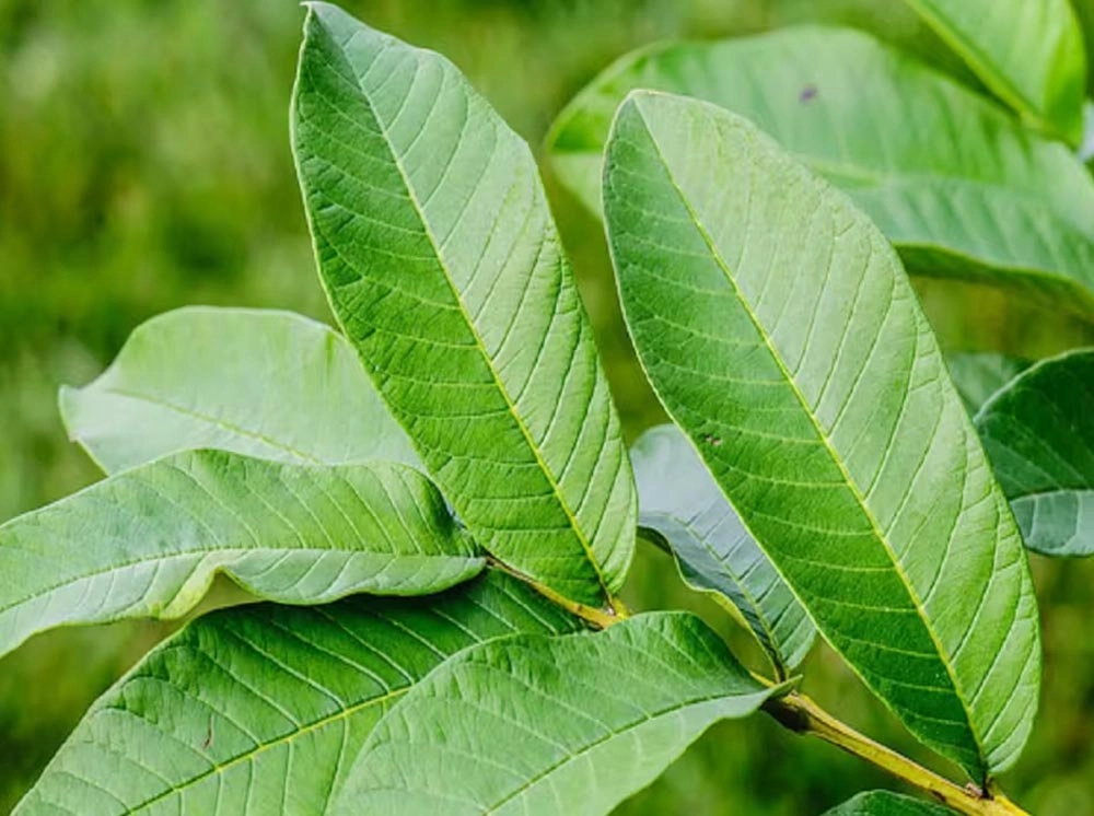 নতুন চুল গজাতে পেয়ারা পাতার ব্যবহার